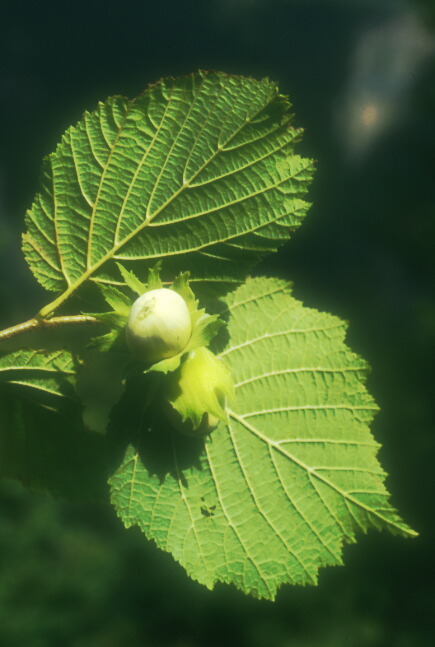  Image name: nocciolo3.jpg 
 width: 435 pixel 
 height: 647 pixel 
 Size: 76593 bytes 
 Click to enlarge 